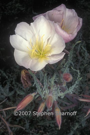 oenothera deltoides ssp howelii 1 graphic