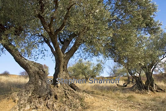 olea europaea 1 graphic