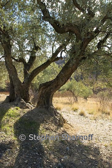 olea europaea 2 graphic