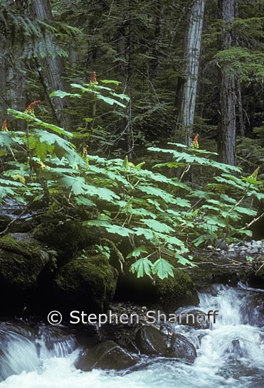 oplopanax horridus 1 graphic