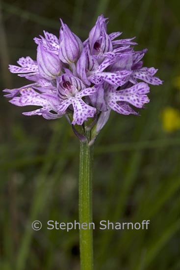 orchis militaris 2 graphic