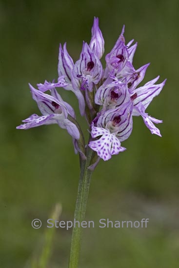 orchis militaris 1 graphic