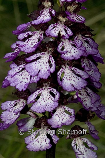 orchis purpurea 2 graphic