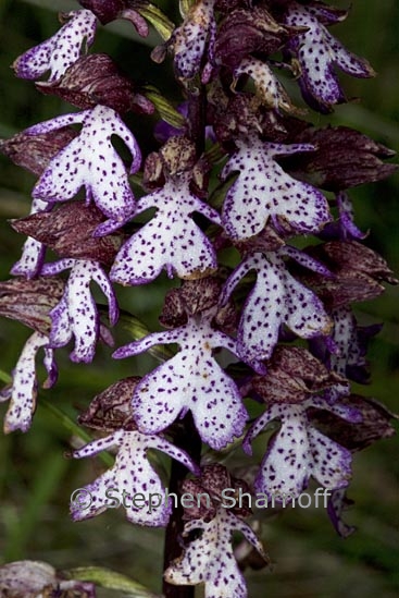 orchis purpurea 1 graphic