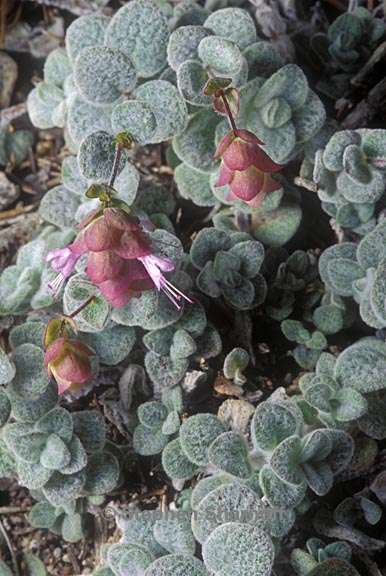 origanum dictamnus 1 graphic