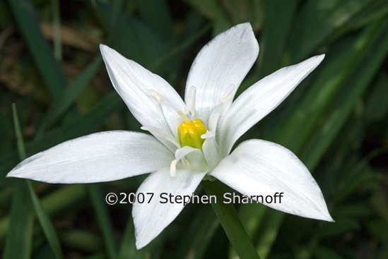 ornithogalum sp 1 graphic