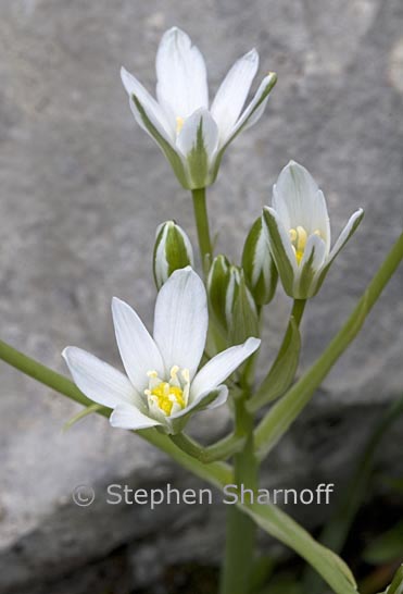 ornithogalum umbellatum 1 graphic