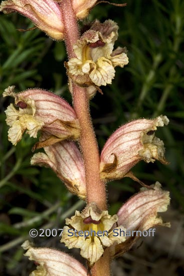 orobanche sp 2 graphic