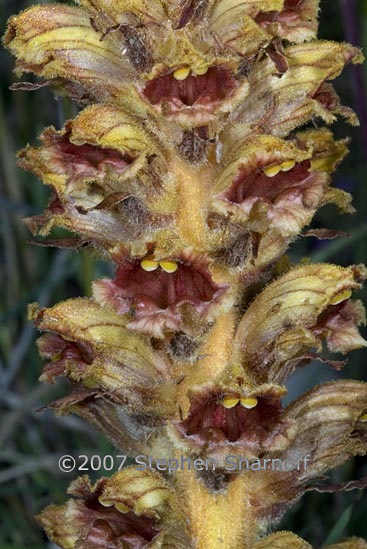 orobanche sp 1 graphic