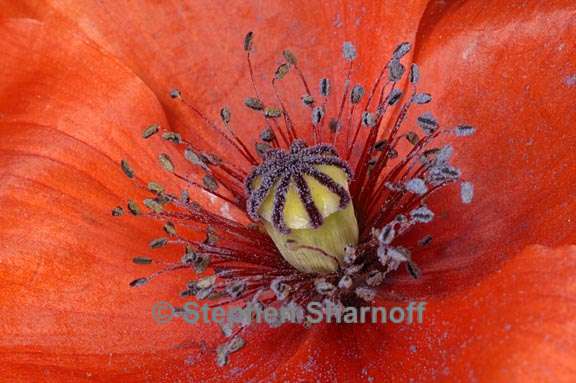 papaver rhoeas 2 graphic