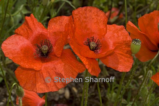 papaver rhoeas 1 graphic