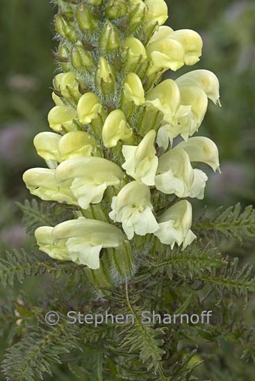 pedicularis foliosa 1 graphic