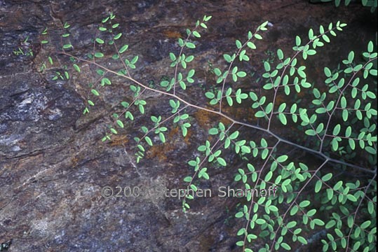 pellaea andromedifolia 1 graphic