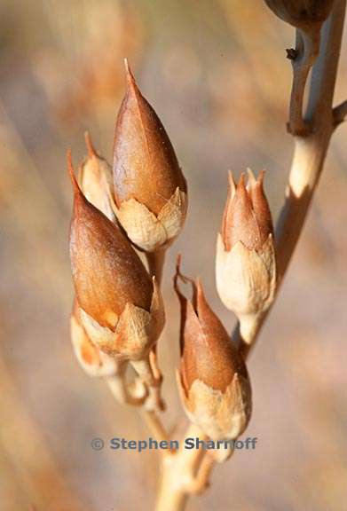 penstemon palmeri 4 graphic