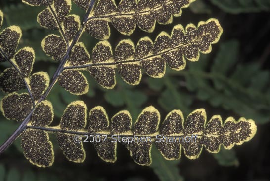 pentagramma triangularis ssp triangularis 2 graphic