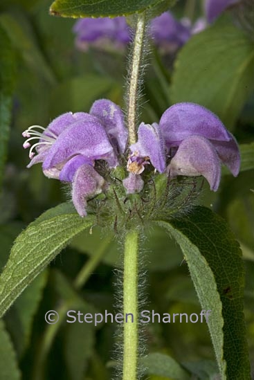 phlomis herba venti 1 graphic