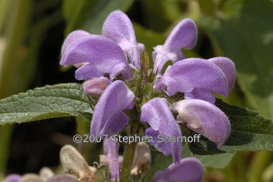 phlomis herba venti 2 graphic