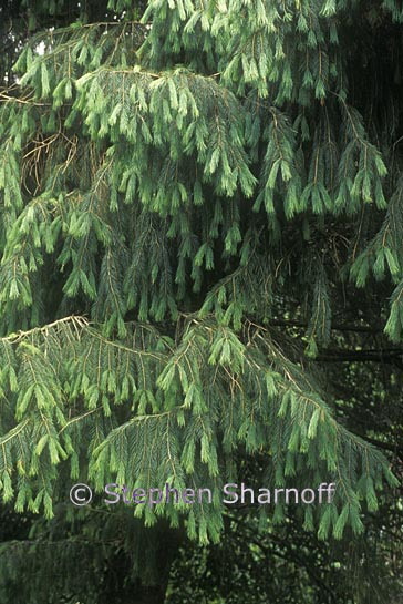 picea smithiana 1 graphic