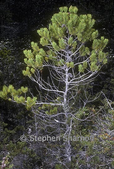 pinus contorta ssp bolanderi 1 graphic