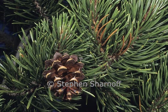 pinus contorta ssp murrayana 1 graphic