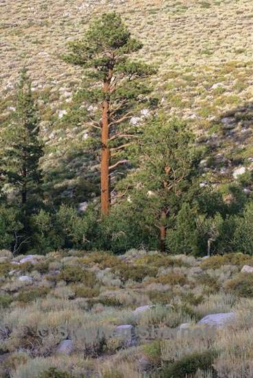 pinus jeffreyi 1 graphic