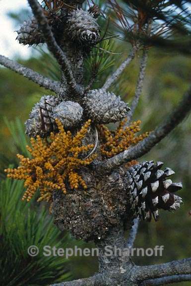 pinus muricata with parasite 1 graphic