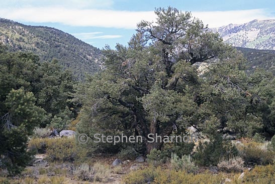 pinyon pine 1 graphic