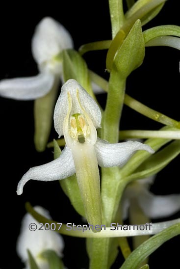 platanthera bifolia 1 graphic