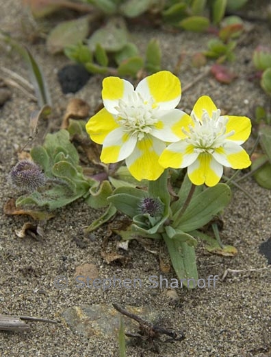 platystemon californicus 3 graphic