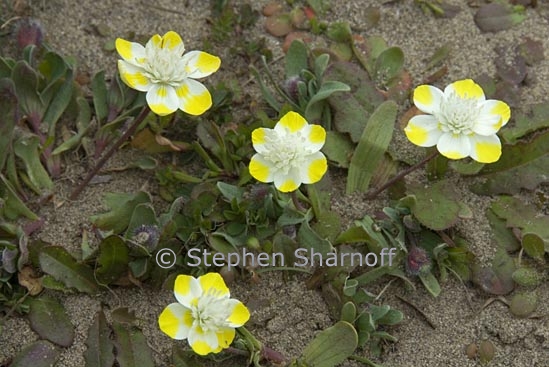 platystemon californicus 4 graphic