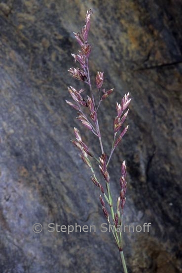 poa sp 1 graphic