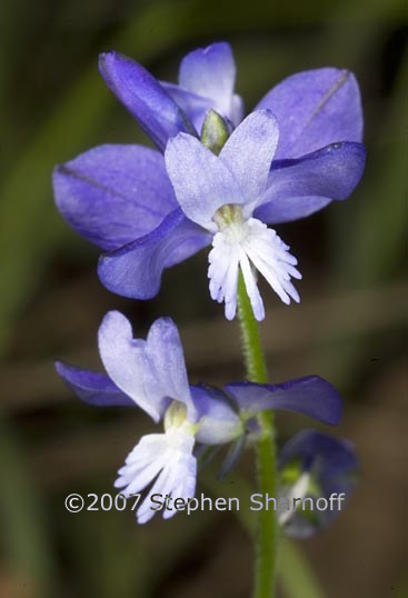 polygala sp 1 graphic