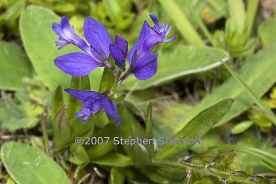 polygala alpestris 1 graphic