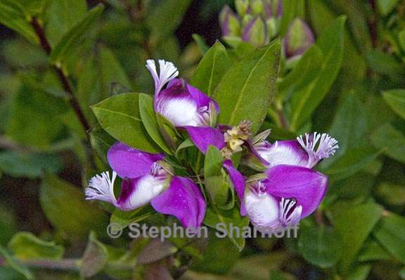 polygala myrtifolia 1 graphic