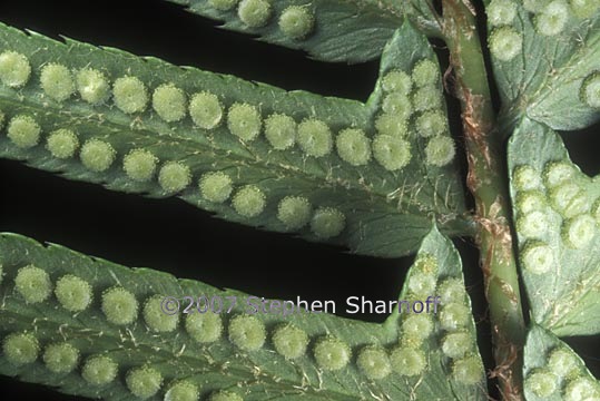 polystichum munitum 14 graphic