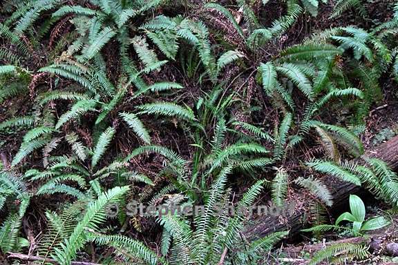 polystichum munitum 6 graphic