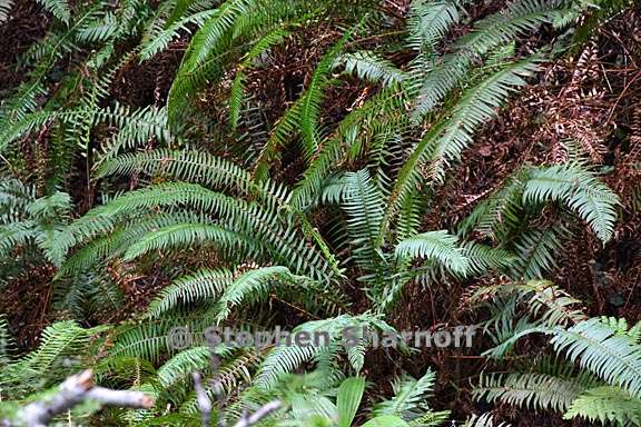 polystichum munitum 3 graphic