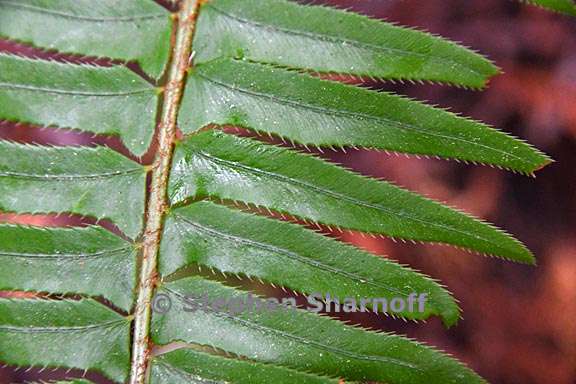 polystichum munitum 4 graphic