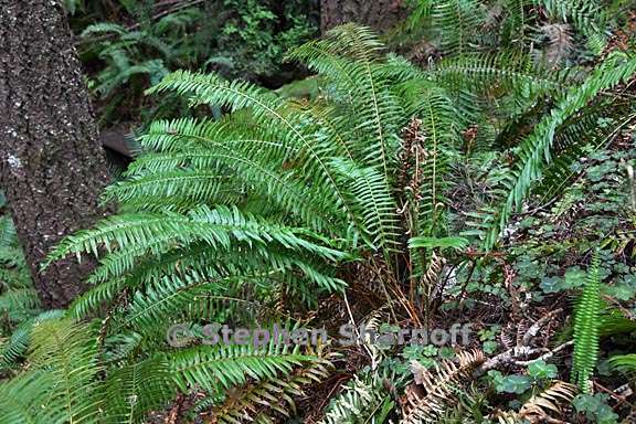 polystichum munitum 10 graphic