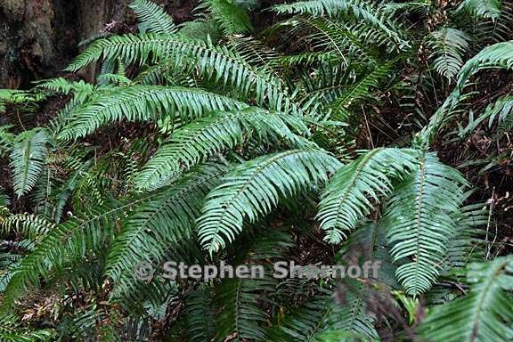 polystichum munitum 1 graphic