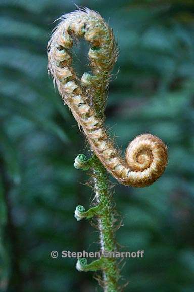 polystichum munitum 5 graphic