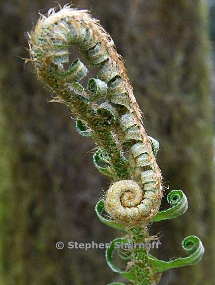 polystichum munitum 9 graphic