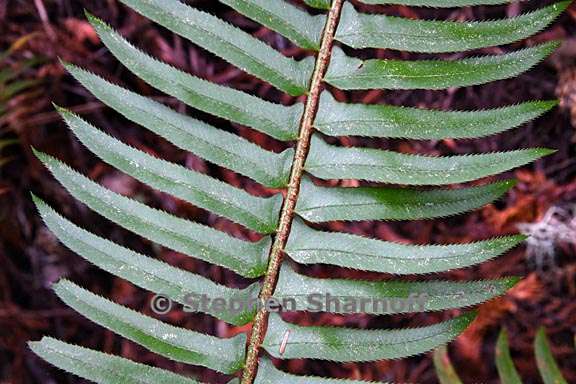 polystichum munitum 8 graphic