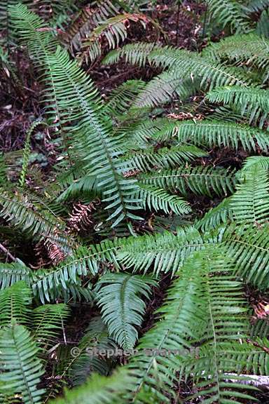 polystichum munitum 7 graphic