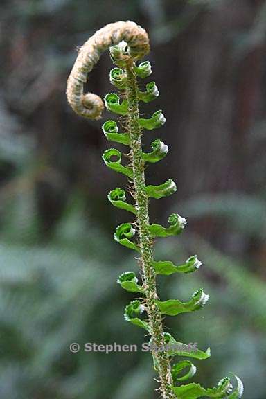 polystichum munitum 12 graphic