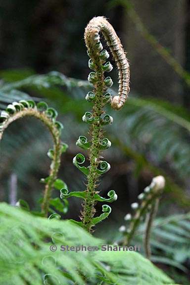 polystichum munitum 6 graphic