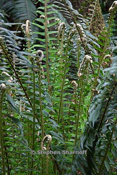 polystichum munitum 13 graphic