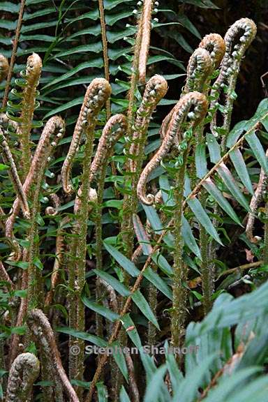 polystichum munitum 12 graphic