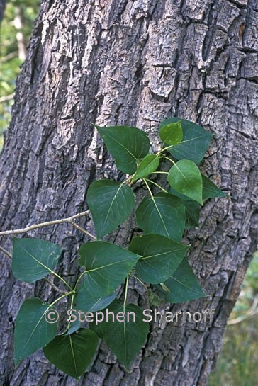 populus balsamifera 1 graphic