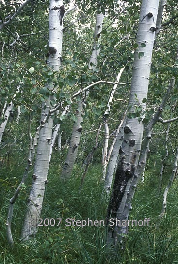 populus tremuloides 1 graphic